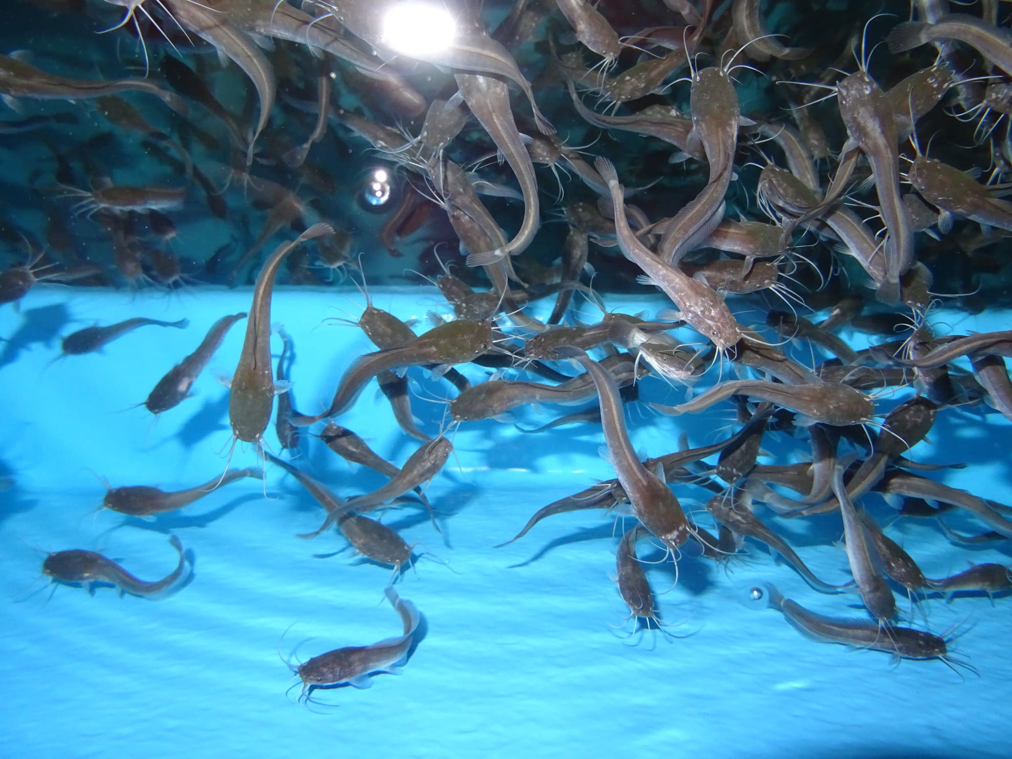 Afrikanischer Wels Setzlinge